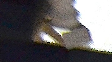 Hispanos acudieron a foro informativo sobre DAPA Y DACA en la biblioteca Rudy Lozano en Pilsen.