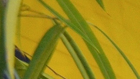 Los esposos Efraín y Eliamar Loza en su tienda Artesanías D’ México en el barrio de Pilsen.