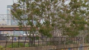 El Festival Mole de Mayo será por primera vez sobre la Calle 18 en Pilsen.