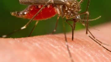 El virus del Nilo Occidental es transmitido a los humanos por un mosquito.