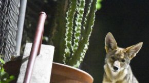 Este es uno de los coyotes que ronda el centro de la ciudad de Los Angeles.