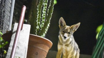 Este es uno de los coyotes que ronda el centro de la ciudad de Los Angeles.