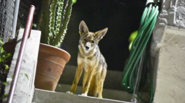 Este es uno de los coyotes que ronda el centro de la ciudad de Los Angeles.