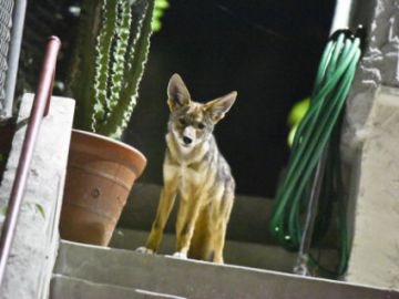 Este es uno de los coyotes que ronda el centro de la ciudad de Los Angeles.