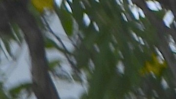 La Pequeña Habana es el corazón cubano de Miami.