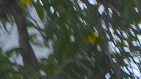 La Pequeña Habana es el corazón cubano de Miami.