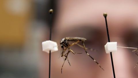 Un mosquito de la especie "Psorophora ciliata", también conocida como "galliniper"' (izquierda), comparado con un mosquito común (derecha), en Miami, Florida.
