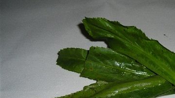 Las hojas del cilantro se usan en muchos platos como ingrediente esencial.