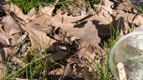 Los conductores serían penalizados por lanzar desde vasos hasta colilla de cigarrillo.
