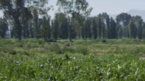 La Procuraduría Agraria de México  apoyará de modo gratuito a mexicanos en Estados Unidos que tengan litigios sobre tierras en ese país.