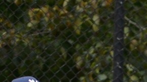 El equipo Nuevo León se quedó con el segundo lugar en la Benito Juárez Baseball League.