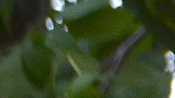 La pequeña Emily en brazos de su madre Ajsa Téllez, quien lucha en Chicago para que su esposo Orlando Téllez regrese a casa desde México.