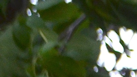 La pequeña Emily en brazos de su madre Ajsa Téllez, quien lucha en Chicago para que su esposo Orlando Téllez regrese a casa desde México.