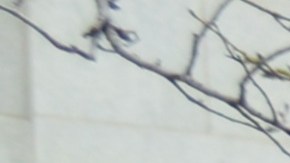 Miles de personas se congregaron en el centro de Chicago para unirse al masivo mitin del Sindicato de Maestros de Chicago.