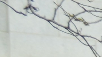 Miles de personas se congregaron en el centro de Chicago para unirse al masivo mitin del Sindicato de Maestros de Chicago.