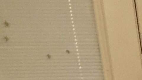 La pequeña Pilar Rodríguez, de 9 años, filtra el agua antes de consumirla en su vivienda ubicada en el suroeste de Chicago.