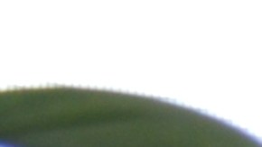 La señora Yolanda, una hondureña de 77 años, es viuda y madre de siete hijos. Vive sola en un pequeño apartamento en Chicago subsidiado por el gobierno.