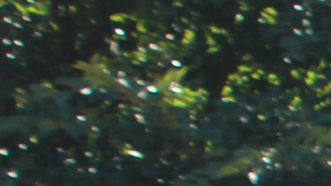 En Chicago habrá muchas actividades para celebrar el 5 de Mayo.