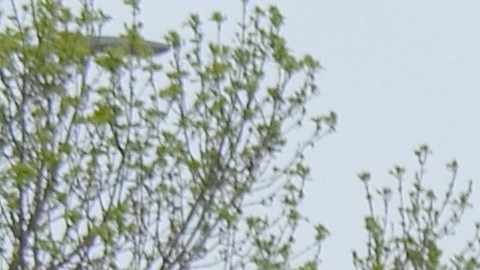 Menores centroamericanos indocumentados que residen en Illinois, acompañados de sus familias y activistas, viajaron a Washington DC para pedir que los dejen permanecer en Estados Unidos.