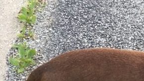 Chiquito estuvo perdido por cuatro años.