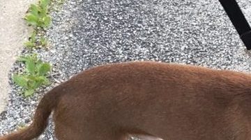 Chiquito estuvo perdido por cuatro años.