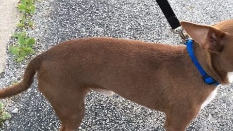 Chiquito estuvo perdido por cuatro años.