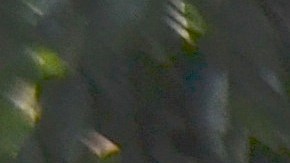 Estos cinco hondureños mutilados por el tren de carga La Bestia son miembros de la Asociación de Migrantes Retornados con Discapacidad (AMIREDIS).