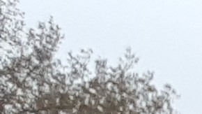 La Alianza de Pilsen realizó una marcha similar en enero de este año. Se prevé que este miércoles asistirán unas 200 personas.