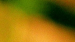 La mariposa monarca logra completar una travesía de 2,500 millas al año desde Canadá a Illinois y luego a Michoacán, México.