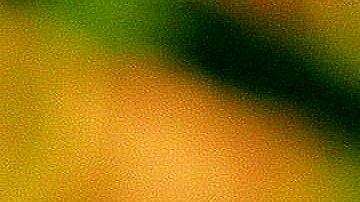 La mariposa monarca logra completar una travesía de 2,500 millas al año desde Canadá a Illinois y luego a Michoacán, México.