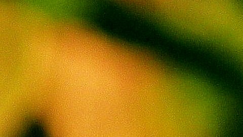 La mariposa monarca logra completar una travesía de 2,500 millas al año desde Canadá a Illinois y luego a Michoacán, México.