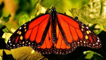 La mariposa monarca logra completar una travesía de 2,500 millas al año desde Canadá a Illinois y luego a Michoacán, México.