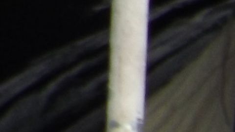 Javier Guerrero se puso en huelga de hambre para tartar de recuperar la casa que perdió en Forest Park, Illinois, por no pagar impuestos.