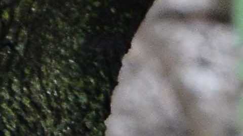 El atleta olímpico Diego Estrada corrió con niños alrededor de la escuela Hurley Elementary. (Javier Quiroz / La Raza)