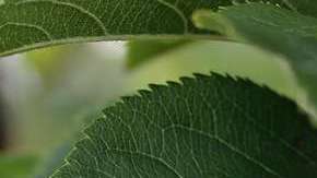 Una fruta tan común puede estar llena de pesticidas.