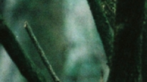 El cine mexicano también ha explorado el género.