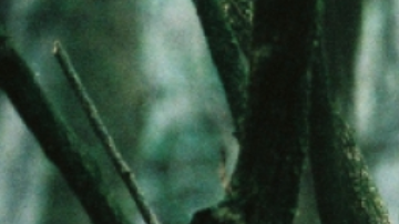 El cine mexicano también ha explorado el género.