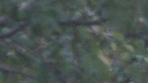 Hombre que manejaba la camioneta de Home Depot mata a 8 personas, de ellas 5 argentinos, en el ataque terrorista del Bajo Manhattan.