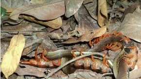 Por lo general, los ciempiés no atacan a este tipo de animales.