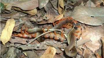 Por lo general, los ciempiés no atacan a este tipo de animales.