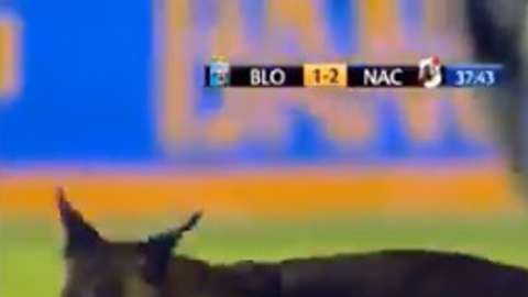 El perro "policía" se estuvo paseando con el balón por toda la cancha