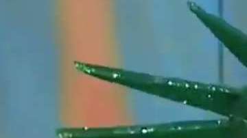 Wendy Williams se desmaya durante programa en vivo