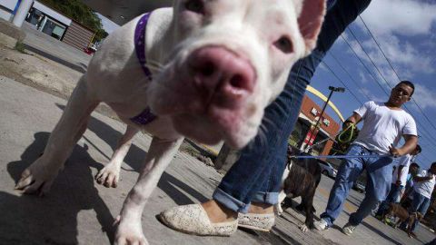 El programa conecta a los perros en peligro de ser sacrificados con reclusos de la cárcel del Condado de Cook.