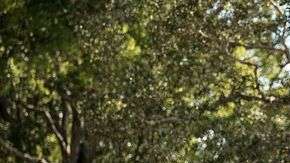 Una mutación en un cromosoma parece ser la clave que protege a algunos menonitas del envejecimiento.