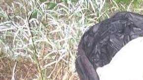 Un conductor descubrió al recién nacido.