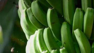 La refrigeración permitió que se exporten bananas a todo el mundo. Getty