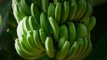 La refrigeración permitió que se exporten bananas a todo el mundo. Getty