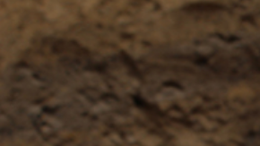 Los restos fueron encontrados en Georgia.