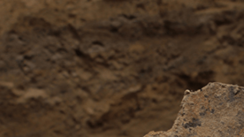 Los restos fueron encontrados en Georgia.