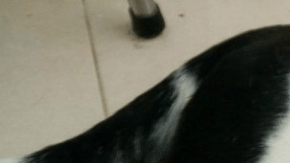 "Nube Viajera" fue el nombre de esta bella perrita.